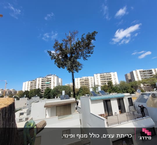 עץ גזום על גג בניין עם אדם במרפסת